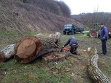 Holzkunst-Spiegelhalter > Fällen und verladen von Nußbäumen