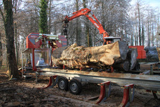 Mobilsägewerk-Spiegelhalter: Bergahorn mit 1,10m Durchmesser wird in Bohlen gesägt. 